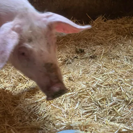 مزرعة للإقامة Bio-bauernhof Nichlgut *